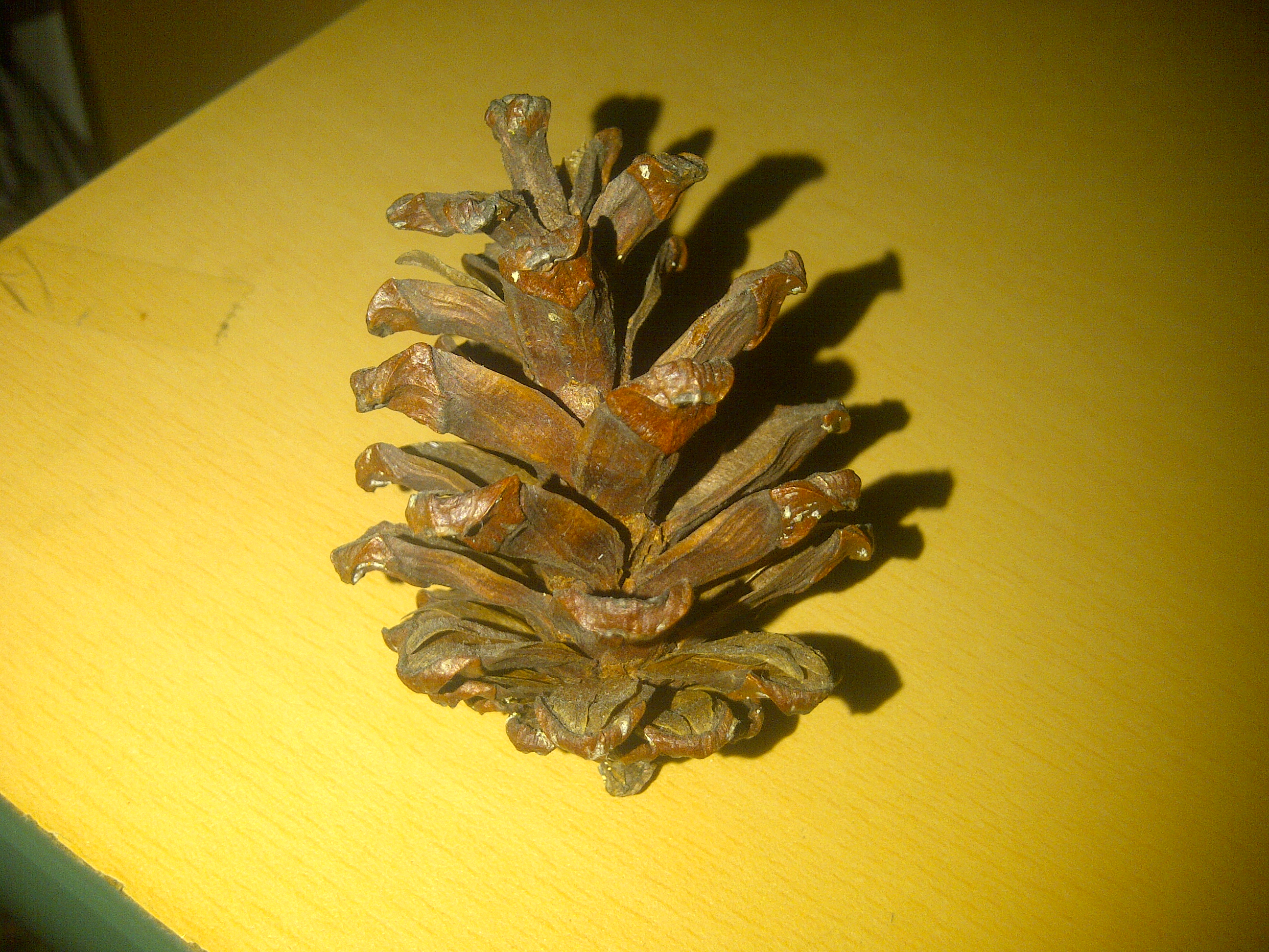 Gambar Bunga Pinus  Pickini
